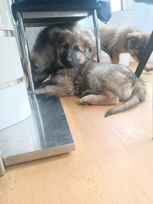 Owczarek staroniemiecki długowłosy wilczasty