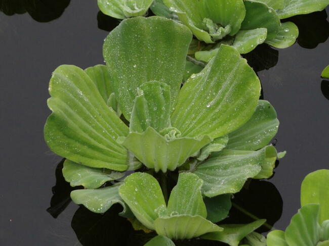 Narybek ryby ozdobne