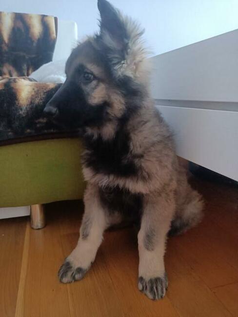 Owczarek staroniemiecki długowłosy wilczasty