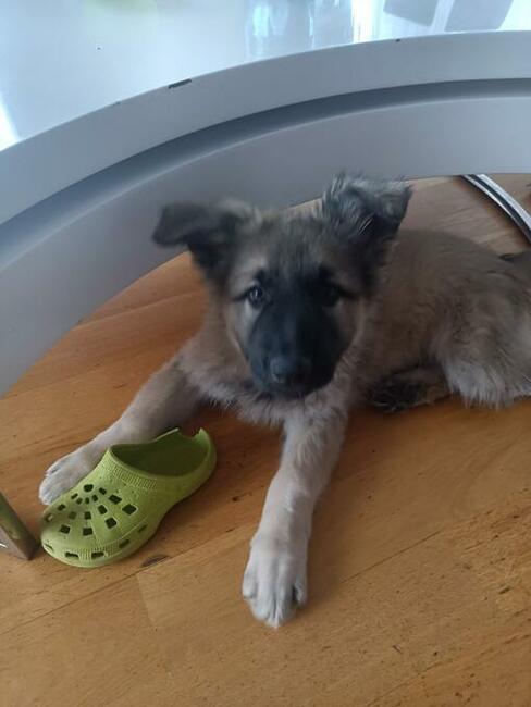 Owczarek staroniemiecki długowłosy wilczasty