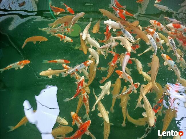 Narybek ryby ozdobne