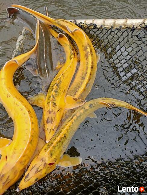 Narybek ryby ozdobne