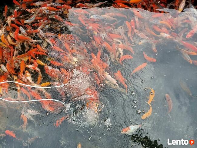 Narybek ryby ozdobne