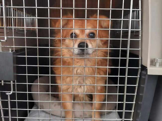 Transport zwierząt psów kotów cała Polska i nie tylko