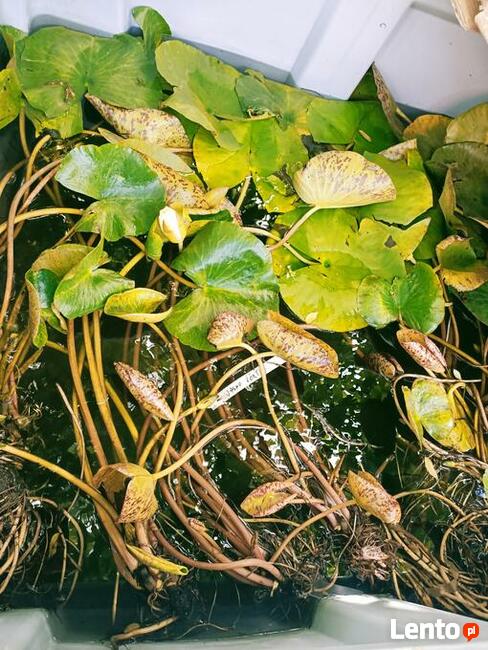 Narybek ryby ozdobne