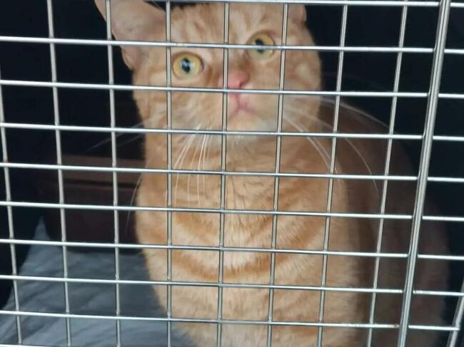 Transport zwierząt psów kotów cała Polska i nie tylko