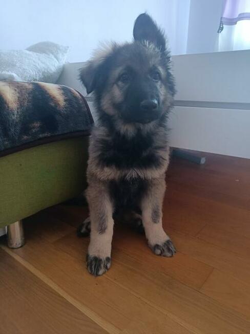 Owczarek staroniemiecki długowłosy wilczasty