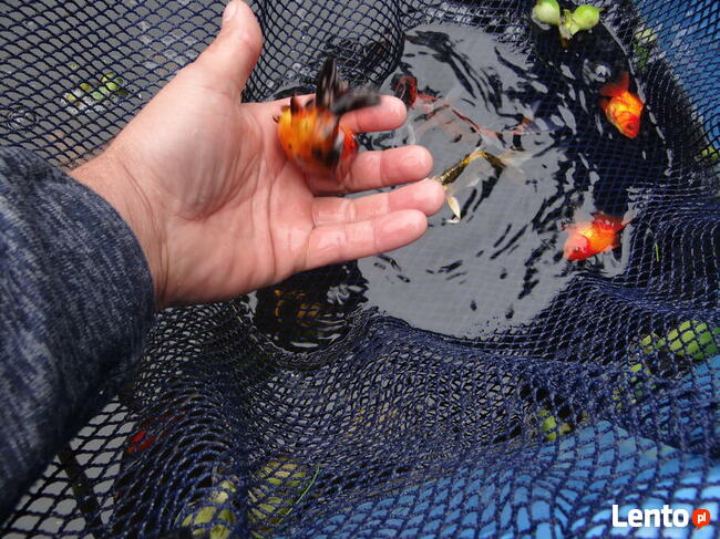 Narybek ryby ozdobne