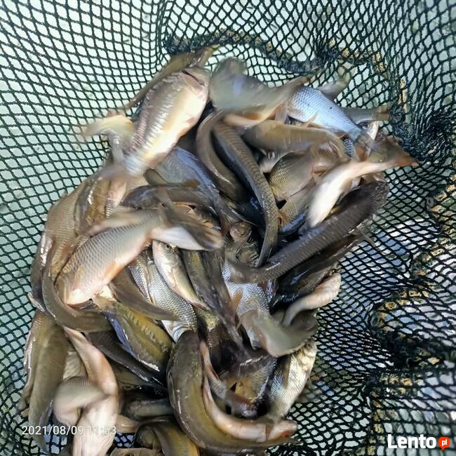 Narybek ryby ozdobne