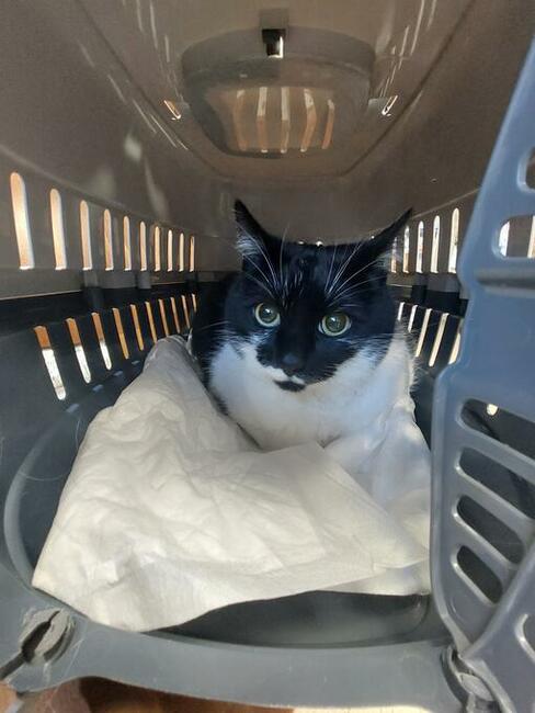 Transport zwierząt psów kotów cała Polska i nie tylko