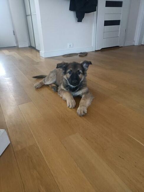 Owczarek staroniemiecki długowłosy wilczasty