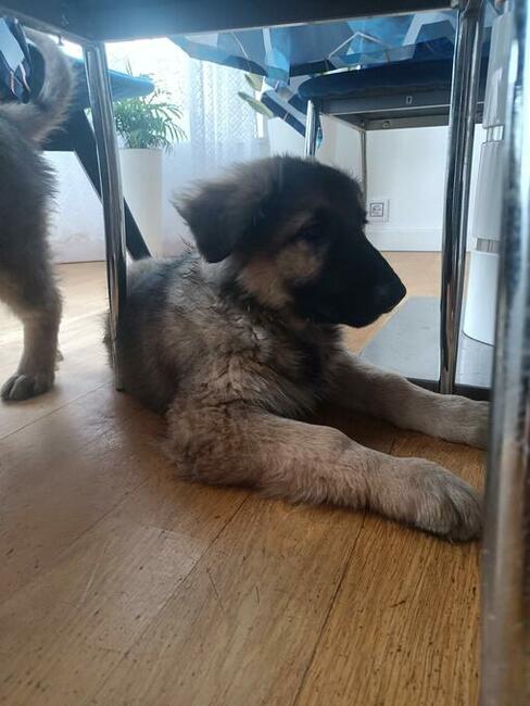 Owczarek staroniemiecki długowłosy wilczasty