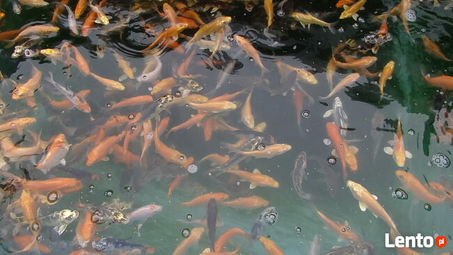 Narybek ryby ozdobne