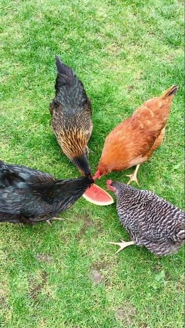 Kury kokoszki Wysyłka drób świata lehgorn Green shell sussex