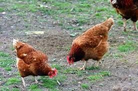 Kury kokoszki Wysyłka drób świata lehgorn Green shell sussex