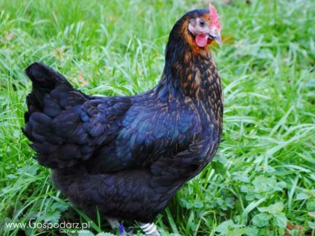 Kury kokoszki Wysyłka drób świata lehgorn Green shell sussex