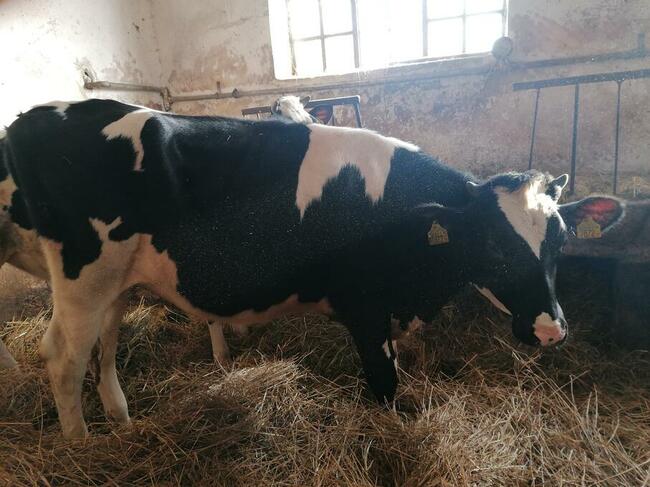 Jalowki do zacielenia