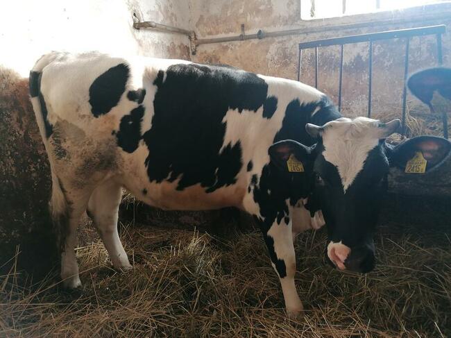 Jalowki do zacielenia