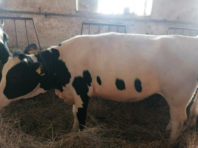 Jalowki do zacielenia