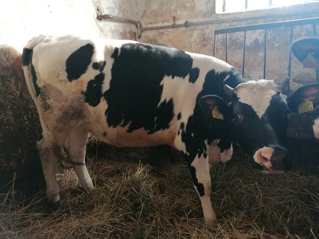 Jalowki do zacielenia