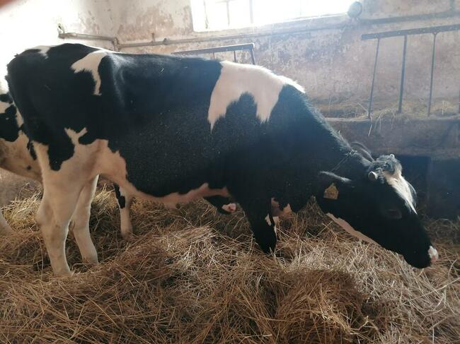 Jalowki do zacielenia