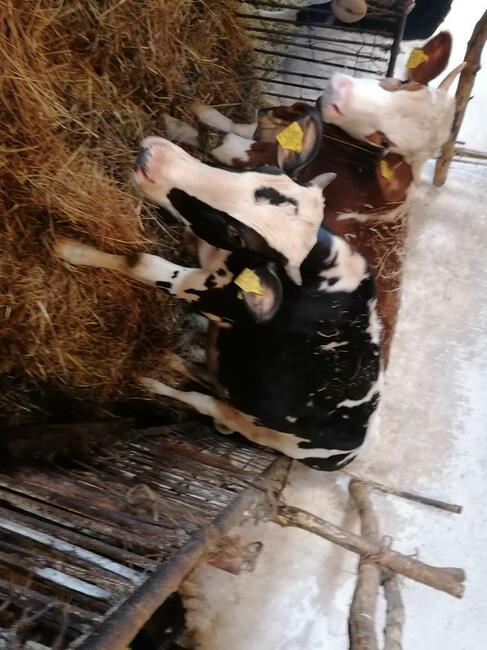 Jalowki do zacielenia