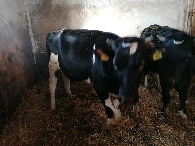 Jalowki do zacielenia