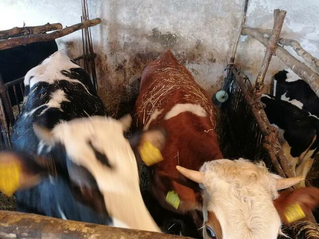 Jalowki do zacielenia