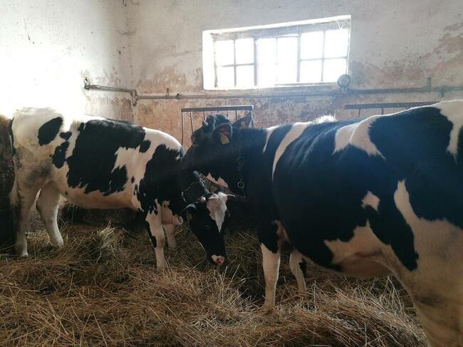 Jalowki do zacielenia