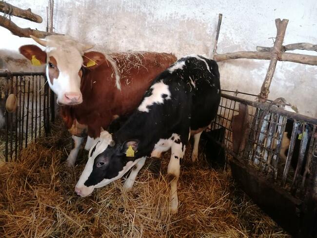 Jalowki do zacielenia