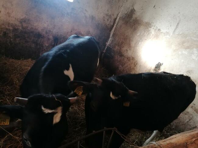 Jalowki do zacielenia