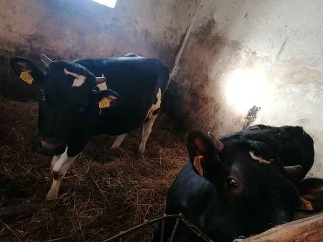 Jalowki do zacielenia