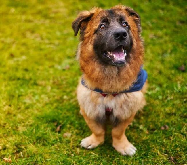 Wesoły prze kochany Młodziak BŁAGA o domek pełen miłości