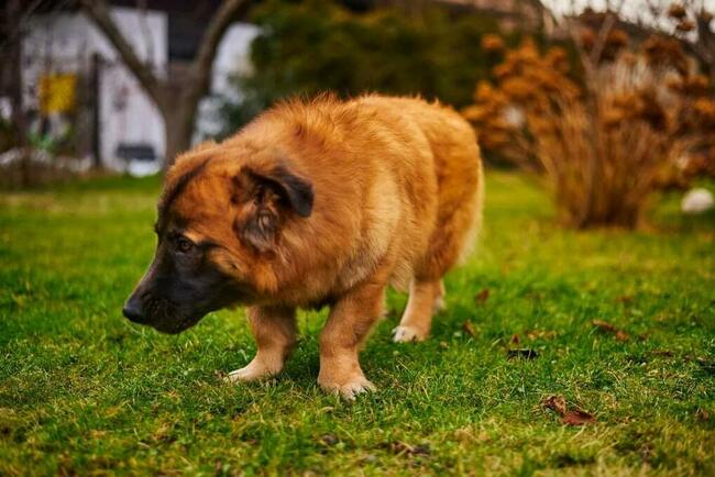 Wesoły prze kochany Młodziak BŁAGA o domek pełen miłości