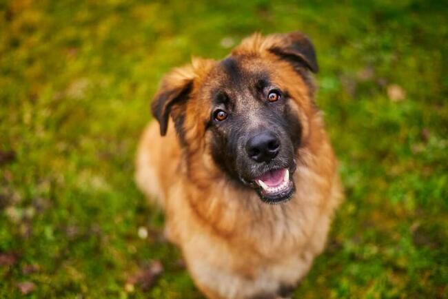 Cudowny nieśmiały Młodziak BŁAGA PILNIE o wspaniałym domek