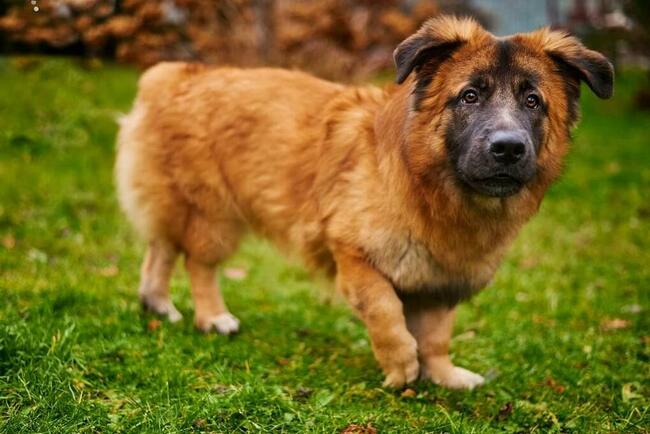 Cudowny nieśmiały Młodziak BŁAGA PILNIE o wspaniałym domek