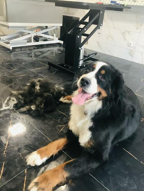 Groomer ,Psi fryzjer.Słupsk