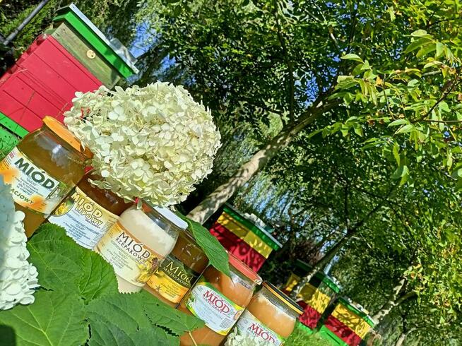 Miód akacjowy lipowy spadziowy wielokwiatowy pasieka Gucio