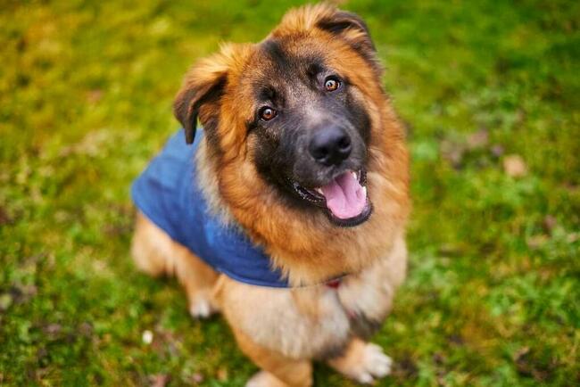 Młody proludzki Aniołek czeka na wymarzony domek