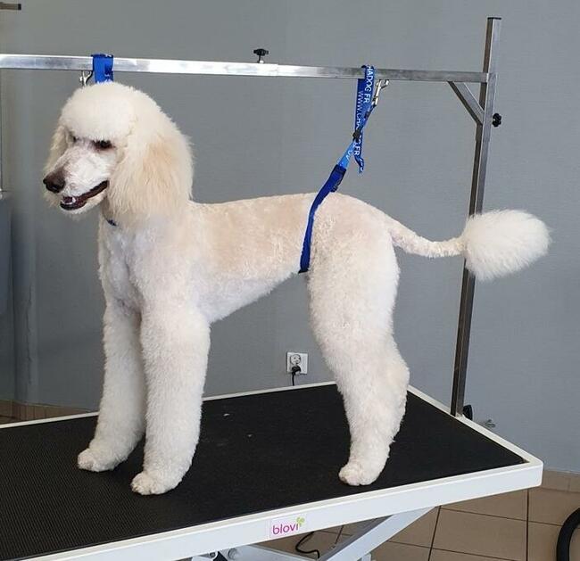 Psi fryzjer Reksio Zielona Góra