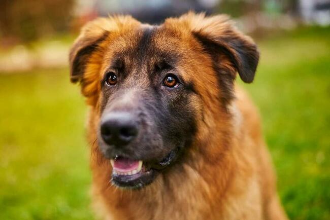 Wesoły prze kochany Młodziak BŁAGA o domek pełen miłości