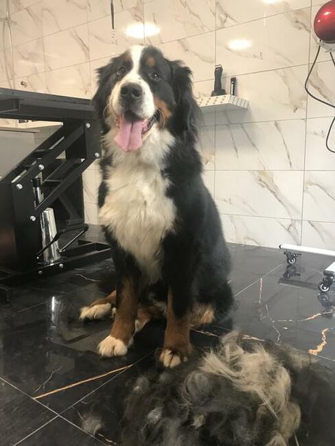 Groomer ,Psi fryzjer.Słupsk