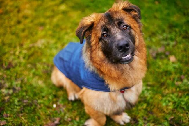 Wesoły prze kochany Młodziak BŁAGA o domek pełen miłości