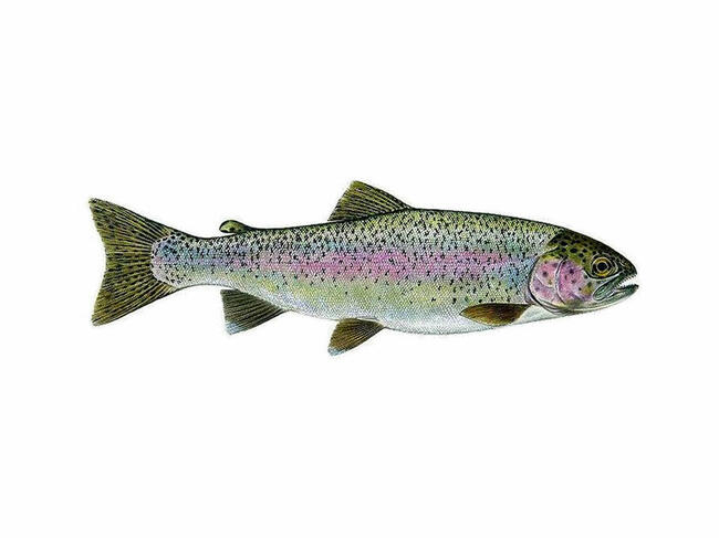 Karp karaś złoty Jesiotr itd