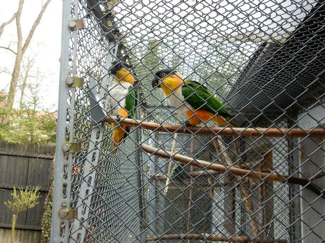 Barwinka czarnogłowa