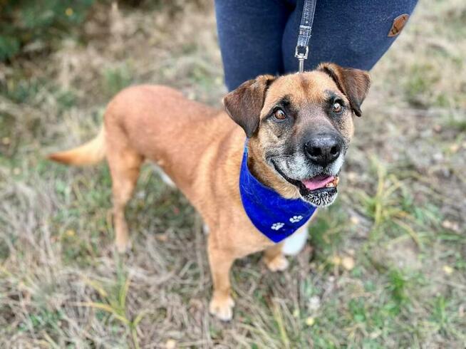 Cudowny psiak kochający ludzi czeka od dawna na domek