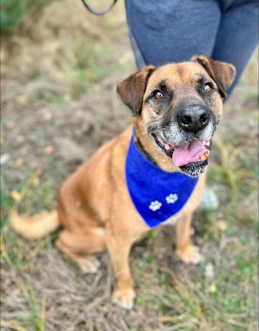 Kochany starasz psiak czeka od lat na kogoś kto go pokocha