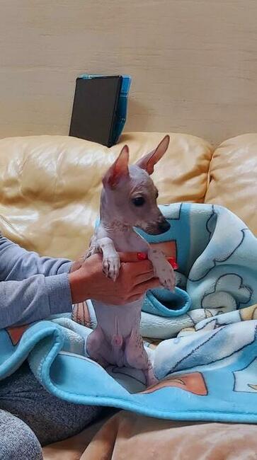 Nagi Pies Peruwiański ZKWP FCI