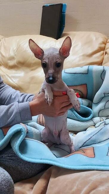 Nagi Pies Peruwiański ZKWP FCI