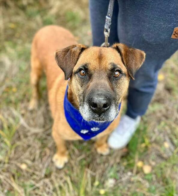 Cudowny psiak kochający ludzi czeka od dawna na domek
